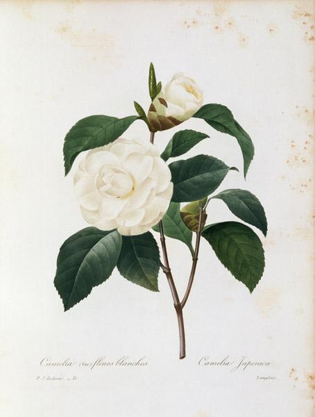 Camellia / Redouté