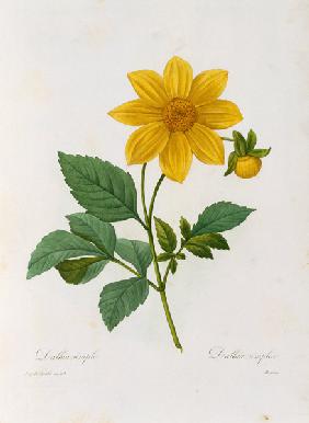 Dalea simplex, engraved by Bessin, from 'Choix des Plus Belles Fleurs' 1827-33