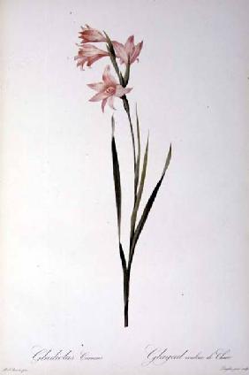 Gladiolus Carneus, from `Les liliacees' 1804