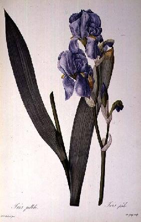 Iris Pallida, from `Les Liliacees' 1812