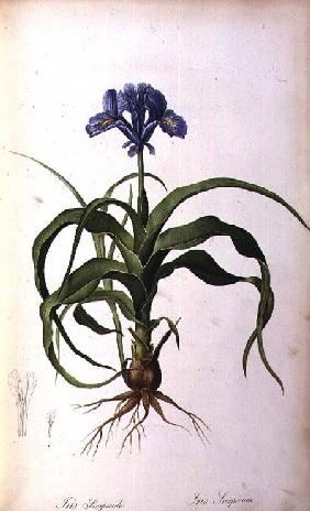 Iris Scorpioides, from `Les Liliacees'