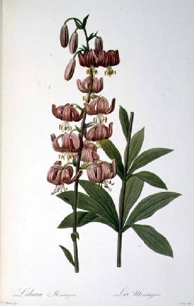 Lilium Martagon, from `Les Liliacees 1806