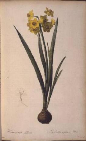 Narcissus Lazetta, from `Trew Plantae Selectae'