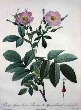 Rosa alpina laevis, engraved by Bessin, from 'Les Roses' 1817-24 ou