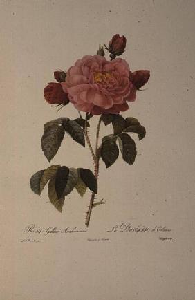 Rosa Gallica Aurelianensis or the Duchess of Orleans from, 'Les Roses' 1821