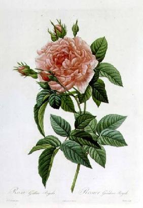 Rosa Gallica Regallis