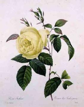 Rosa indica, engraved by Bessin, from 'Choix des Plus Belles Fleurs' 1827