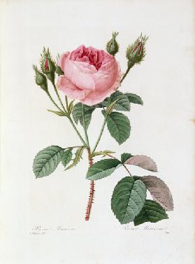 Roses / Redouté 1835