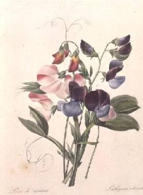 Sweet Peas (Lathyrus odoratur) from 'Choix des Plus Belles Fleurs' 1827-33