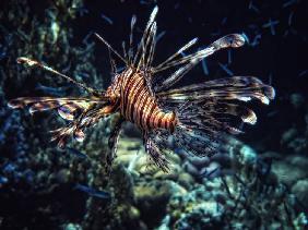 Red sea flower