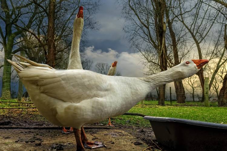 the 3 geese von Piet Flour