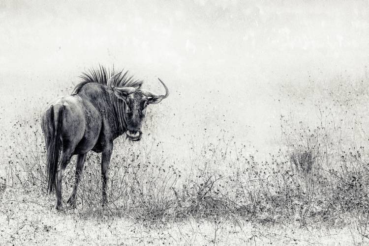 the endless grass-fields von Piet Flour