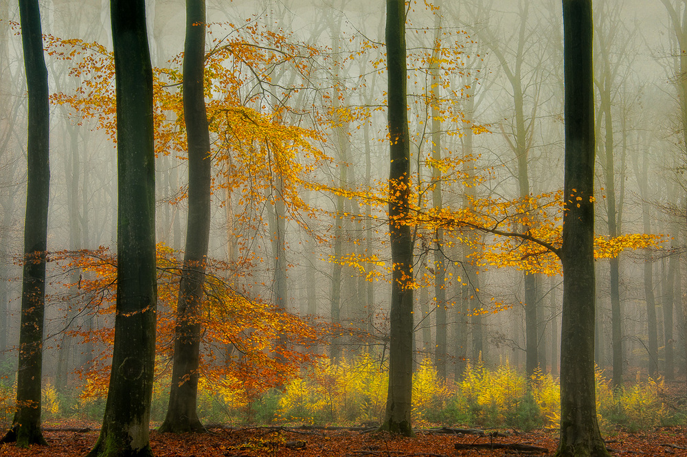 Die neuesten Herbstfarben ............. von Piet Haaksma
