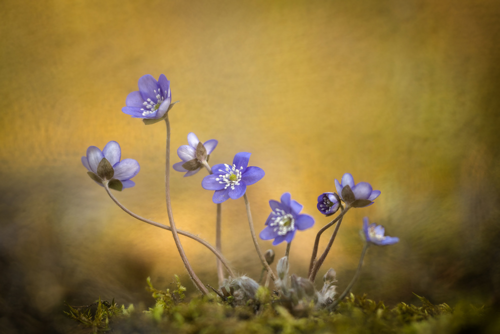 Hepatica nobilis-Blüte von Piet Haaksma