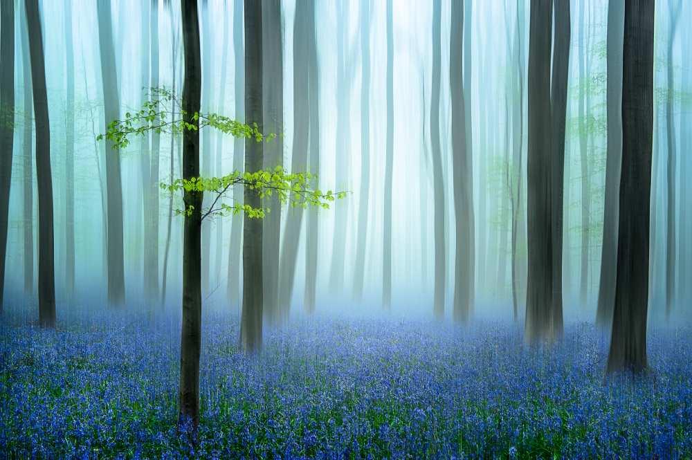 the blue forest ........ von Piet Haaksma