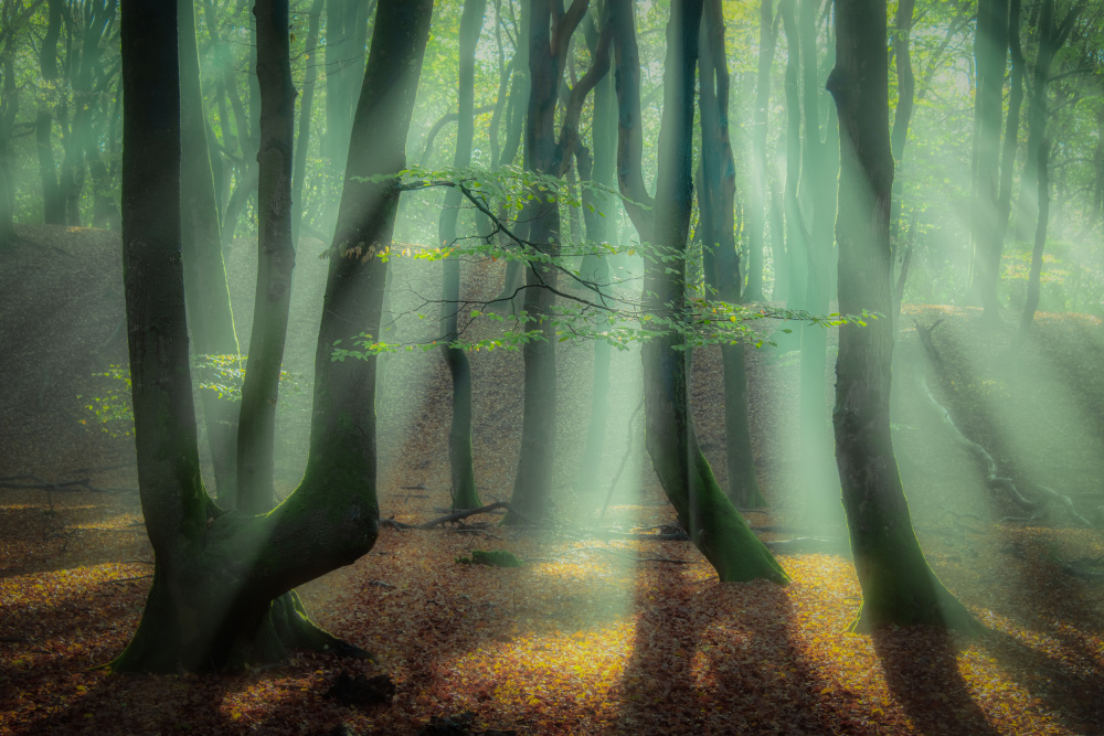 Zauberwald. von Piet Haaksma