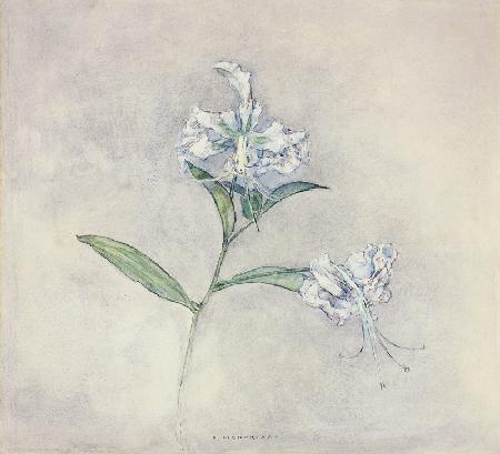 Zwei japanische Lilien (Deux Lilies Japonaises) 1915-24