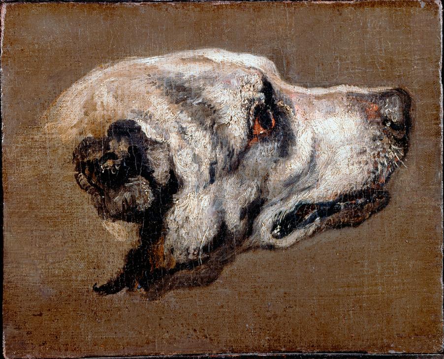 Kopf eines Hundes von Pieter Boel