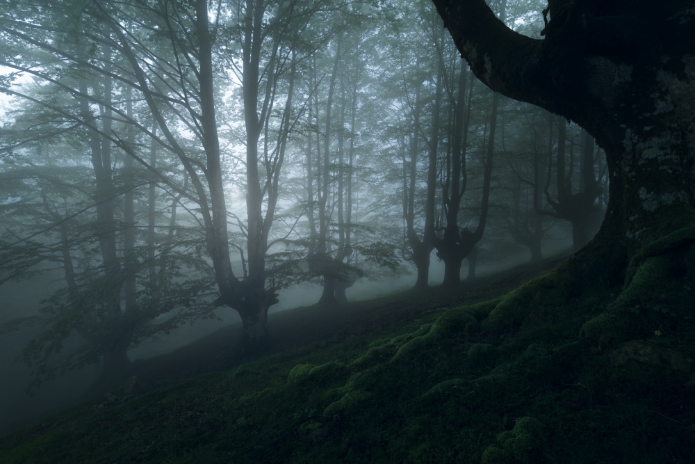 Nebeliger Wald von Pilar Hm