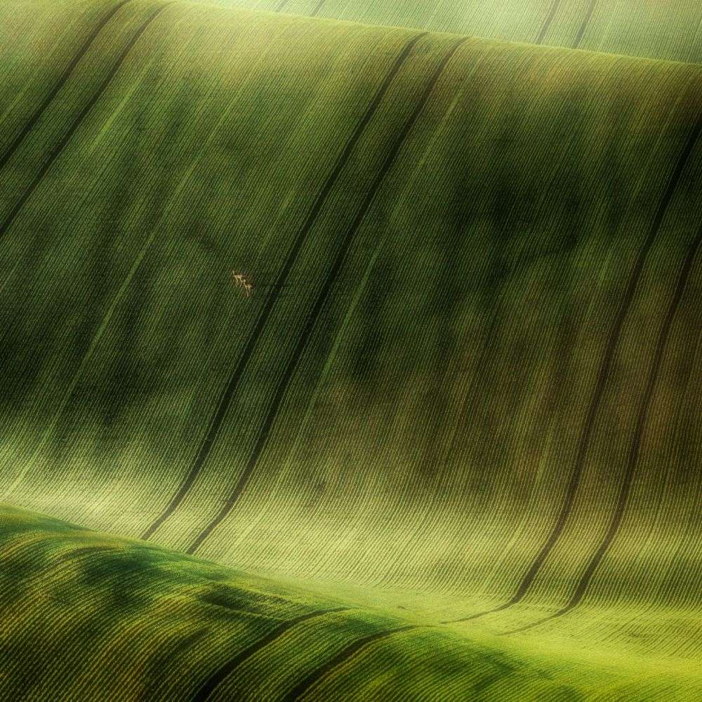 grüne Felder von Piotr Krol (Bax)