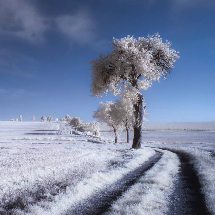 winter in summer von Piotr Krol (Bax)