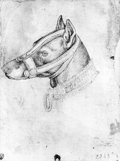 Head of a muzzled dog, from the The Vallardi Album von Pisanello