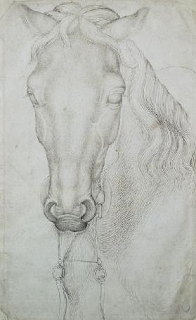 Head of a Horse (pen & ink on paper)
