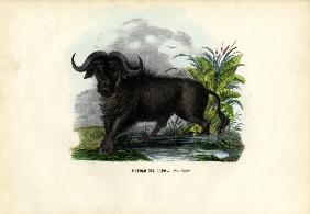 African Buffalo 1863-79