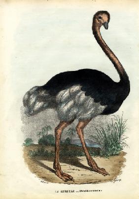 African Ostrich 1863-79