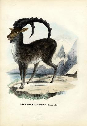 Alpine Ibex 1863-79