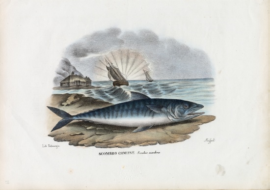 Atlantic Mackerel von Raimundo Petraroja