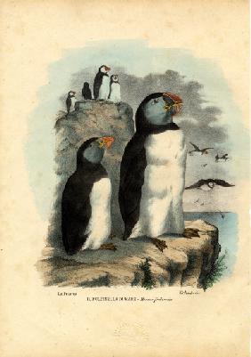 Atlantic Puffin 1863-79