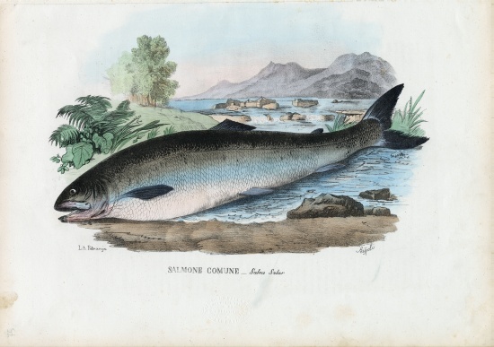 Atlantic Salmon von Raimundo Petraroja