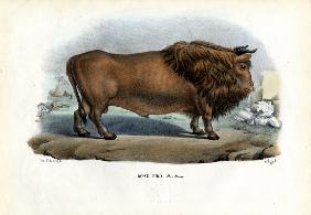 Aurochs 1863-79