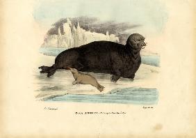 Bearded Seal 1863-79