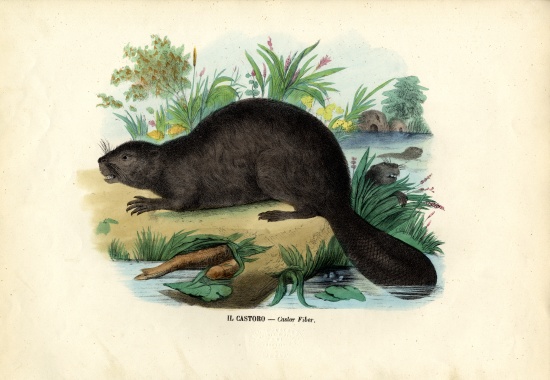 Beaver von Raimundo Petraroja
