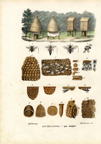 Bees von Raimundo Petraroja