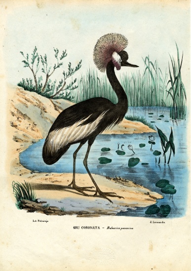 Black-Crowned Crane von Raimundo Petraroja