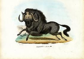 Black Wildebeest 1863-79