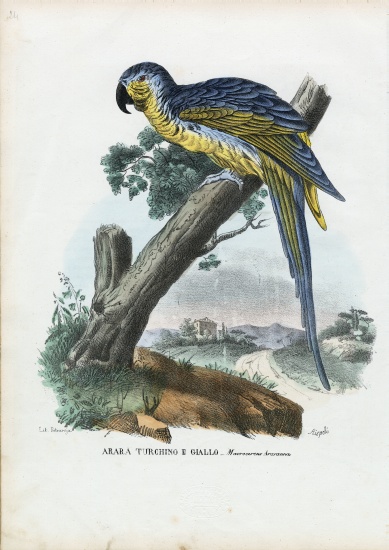 Blue-And-Yellow Macaw von Raimundo Petraroja