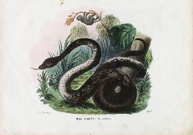 Boa Constrictor 1863-79