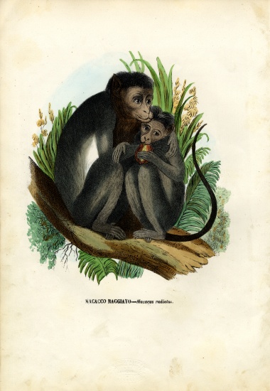 Bonnet Monkey von Raimundo Petraroja