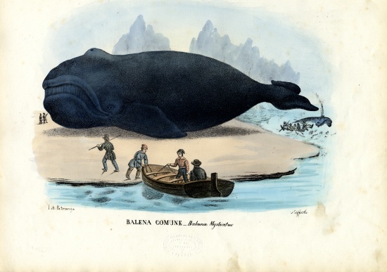 Bowhead Whale von Raimundo Petraroja