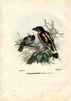 Broadbills 1863-79