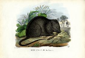 Brown Rat 1863-79