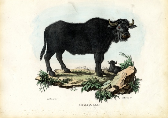Buffalo von Raimundo Petraroja