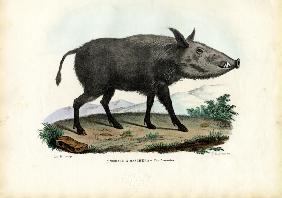 Bushpig 1863-79