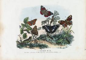 Butterflies 1863-79