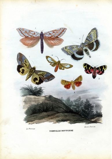 Butterflies von Raimundo Petraroja