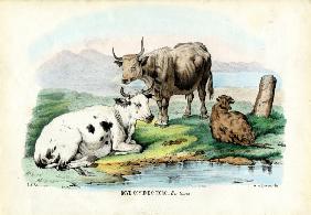 Cattle 1863-79